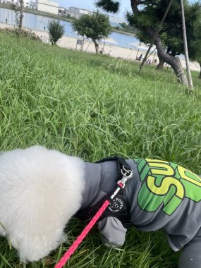 ビションフリーゼ おもち おもふくさんぽ彡海の公園 IMG_4466-285x380 ビションフリーゼ おもち おもふくさんぽ彡海の公園 IMG_4466-285x380