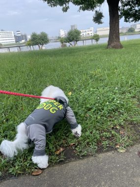 ビションフリーゼ おもち おもふくさんぽ彡海の公園 IMG_4467-285x380 ビションフリーゼ おもち おもふくさんぽ彡海の公園 IMG_4467-285x380