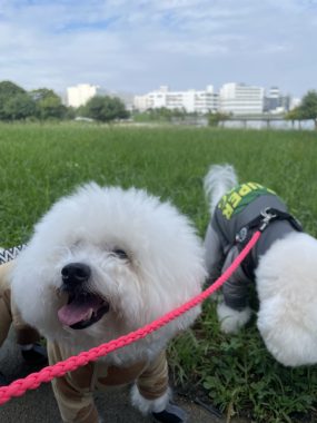 ビションフリーゼ おもち おもふくさんぽ彡海の公園 IMG_4468-285x380 ビションフリーゼ おもち おもふくさんぽ彡海の公園 IMG_4468-285x380