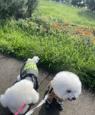 ビションフリーゼ おもち おもふくさんぽ彡海の公園 IMG_4469-314x380 ビションフリーゼ おもち おもふくさんぽ彡海の公園 IMG_4469-314x380