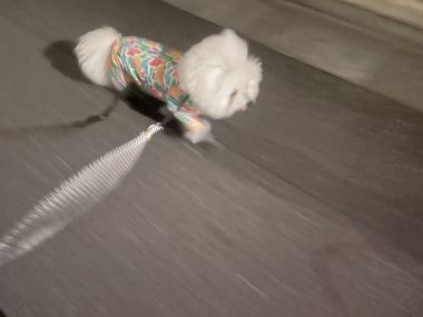 ビションフリーゼ おもち おもマッサージふく採血 IMG_4490-380x285 ビションフリーゼ おもち おもマッサージふく採血 IMG_4490-380x285