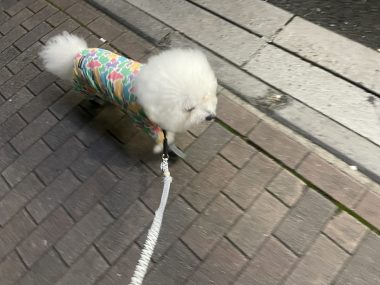 ビションフリーゼ おもち おもマッサージふく採血 IMG_4491-380x285 ビションフリーゼ おもち おもマッサージふく採血 IMG_4491-380x285