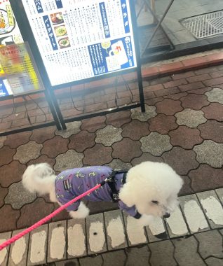 ビションフリーゼ おもち おもマッサージふく採血 IMG_4498-318x380 ビションフリーゼ おもち おもマッサージふく採血 IMG_4498-318x380