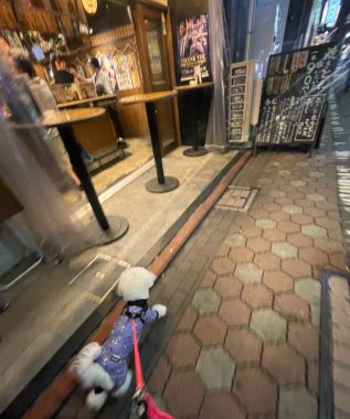ビションフリーゼ おもち おもマッサージふく採血 IMG_4499-317x380 ビションフリーゼ おもち おもマッサージふく採血 IMG_4499-317x380