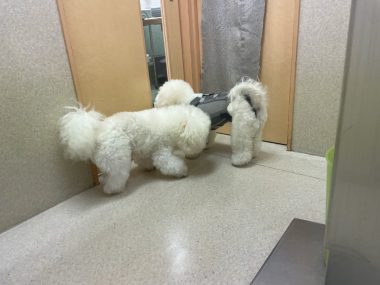 ビションフリーゼ おもち おもマッサージふく採血 IMG_4500-380x285 ビションフリーゼ おもち おもマッサージふく採血 IMG_4500-380x285