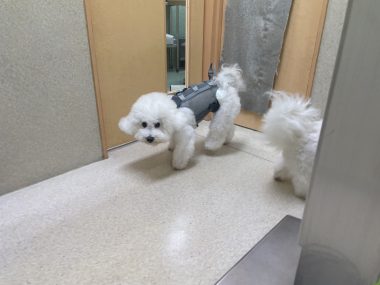 ビションフリーゼ おもち おもマッサージふく採血 IMG_4501-380x285 ビションフリーゼ おもち おもマッサージふく採血 IMG_4501-380x285