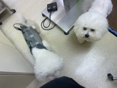 ビションフリーゼ おもち おもマッサージふく採血 IMG_4502-380x285 ビションフリーゼ おもち おもマッサージふく採血 IMG_4502-380x285