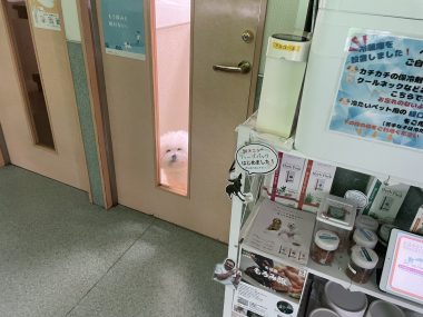 ビションフリーゼ おもち おもマッサージふく採血 IMG_4504-380x285 ビションフリーゼ おもち おもマッサージふく採血 IMG_4504-380x285