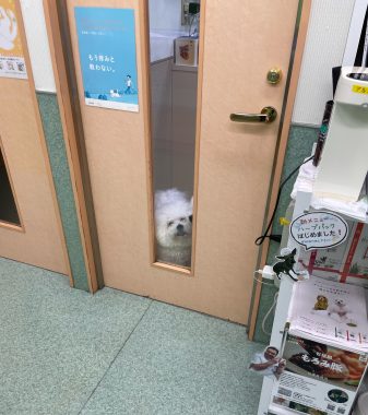 ビションフリーゼ おもち おもマッサージふく採血 IMG_4506-337x380 ビションフリーゼ おもち おもマッサージふく採血 IMG_4506-337x380