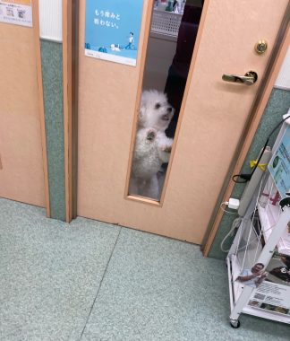 ビションフリーゼ おもち おもマッサージふく採血 IMG_4507-324x380 ビションフリーゼ おもち おもマッサージふく採血 IMG_4507-324x380