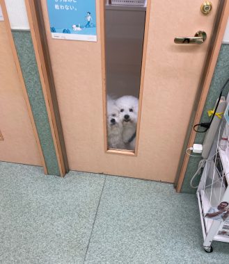 ビションフリーゼ おもち おもマッサージふく採血 IMG_4508-329x380 ビションフリーゼ おもち おもマッサージふく採血 IMG_4508-329x380