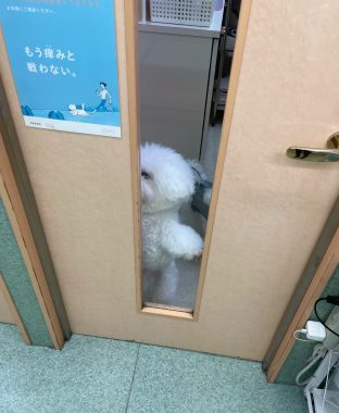 ビションフリーゼ おもち おもマッサージふく採血 IMG_4509-312x380 ビションフリーゼ おもち おもマッサージふく採血 IMG_4509-312x380
