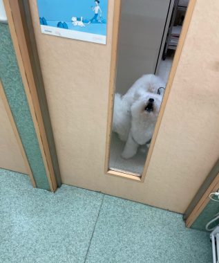 ビションフリーゼ おもち おもマッサージふく採血 IMG_4510-317x380 ビションフリーゼ おもち おもマッサージふく採血 IMG_4510-317x380