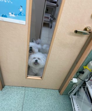 ビションフリーゼ おもち おもマッサージふく採血 IMG_4511-315x380 ビションフリーゼ おもち おもマッサージふく採血 IMG_4511-315x380