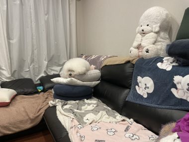 ビションフリーゼ おもち おもマッサージふく採血 IMG_4515-380x285 ビションフリーゼ おもち おもマッサージふく採血 IMG_4515-380x285