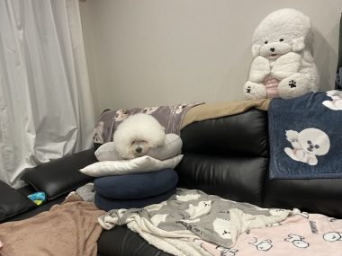 ビションフリーゼ おもち おもマッサージふく採血 IMG_4516-380x285 ビションフリーゼ おもち おもマッサージふく採血 IMG_4516-380x285