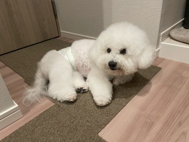 ビションフリーゼ おもち おもマッサージふく採血 IMG_4517-380x285 ビションフリーゼ おもち おもマッサージふく採血 IMG_4517-380x285