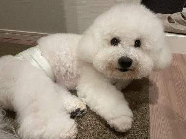 ビションフリーゼ おもち おもマッサージふく採血 IMG_4518-380x285 ビションフリーゼ おもち おもマッサージふく採血 IMG_4518-380x285