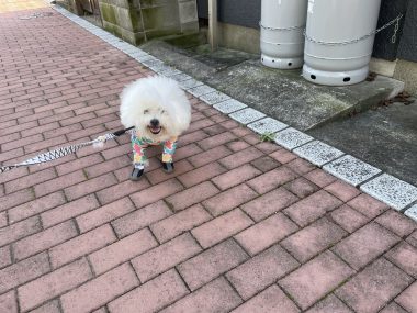 ビションフリーゼ おもち 海山お肉\(^o^)/ IMG_4525-380x285 ビションフリーゼ おもち 海山お肉\(^o^)/ IMG_4525-380x285