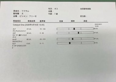 ビションフリーゼ おもち おもマッサージふく採血 IMG_4535-380x270 ビションフリーゼ おもち おもマッサージふく採血 IMG_4535-380x270