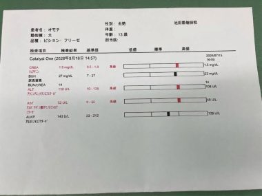 ビションフリーゼ おもち おもマッサージふく採血 IMG_4536-380x285 ビションフリーゼ おもち おもマッサージふく採血 IMG_4536-380x285