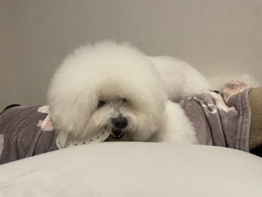 ビションフリーゼ おもち 海山お肉\(^o^)/ IMG_4541-380x285 ビションフリーゼ おもち 海山お肉\(^o^)/ IMG_4541-380x285