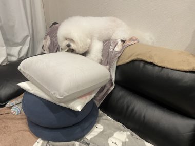 ビションフリーゼ おもち 海山お肉\(^o^)/ IMG_4542-380x285 ビションフリーゼ おもち 海山お肉\(^o^)/ IMG_4542-380x285