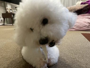 ビションフリーゼ おもち 海山お肉\(^o^)/ IMG_4544-380x285 ビションフリーゼ おもち 海山お肉\(^o^)/ IMG_4544-380x285