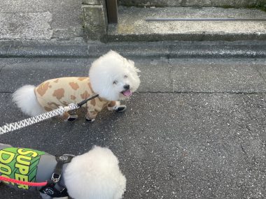 ビションフリーゼ おもち 窓際のトットちゃんの映画と本と IMG_4562-380x285 ビションフリーゼ おもち 窓際のトットちゃんの映画と本と IMG_4562-380x285