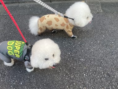 ビションフリーゼ おもち 窓際のトットちゃんの映画と本と IMG_4563-380x285 ビションフリーゼ おもち 窓際のトットちゃんの映画と本と IMG_4563-380x285