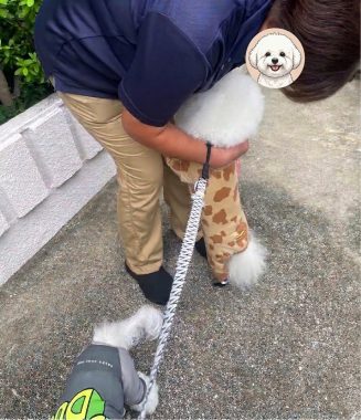 ビションフリーゼ おもち 窓際のトットちゃんの映画と本と IMG_4564-327x380 ビションフリーゼ おもち 窓際のトットちゃんの映画と本と IMG_4564-327x380