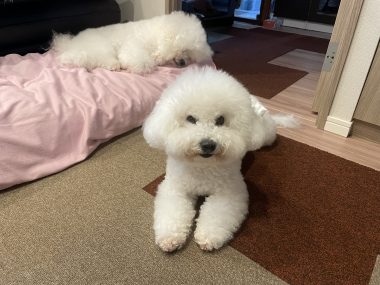 ビションフリーゼ おもち 窓際のトットちゃんの映画と本と IMG_4565-380x285 ビションフリーゼ おもち 窓際のトットちゃんの映画と本と IMG_4565-380x285