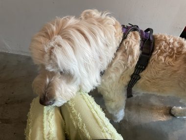 ビションフリーゼ おもち 窓際のトットちゃんの映画と本と IMG_4569-380x285 ビションフリーゼ おもち 窓際のトットちゃんの映画と本と IMG_4569-380x285