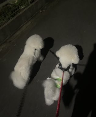 ビションフリーゼ おもち 窓際のトットちゃんの映画と本と IMG_4577-314x380 ビションフリーゼ おもち 窓際のトットちゃんの映画と本と IMG_4577-314x380