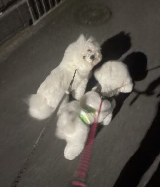 ビションフリーゼ おもち 窓際のトットちゃんの映画と本と IMG_4578-324x380 ビションフリーゼ おもち 窓際のトットちゃんの映画と本と IMG_4578-324x380
