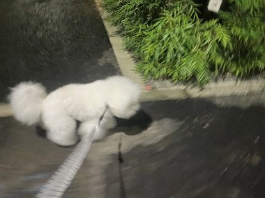 ビションフリーゼ おもち 窓際のトットちゃんの映画と本と IMG_4579-380x285 ビションフリーゼ おもち 窓際のトットちゃんの映画と本と IMG_4579-380x285