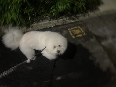 ビションフリーゼ おもち 窓際のトットちゃんの映画と本と IMG_4580-380x285 ビションフリーゼ おもち 窓際のトットちゃんの映画と本と IMG_4580-380x285