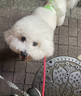 ビションフリーゼ おもち 窓際のトットちゃんの映画と本と IMG_4581-322x380 ビションフリーゼ おもち 窓際のトットちゃんの映画と本と IMG_4581-322x380