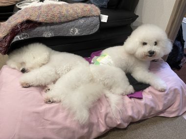 ビションフリーゼ おもち 窓際のトットちゃんの映画と本と IMG_4583-380x285 ビションフリーゼ おもち 窓際のトットちゃんの映画と本と IMG_4583-380x285