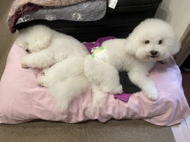 ビションフリーゼ おもち 窓際のトットちゃんの映画と本と IMG_4584-380x285 ビションフリーゼ おもち 窓際のトットちゃんの映画と本と IMG_4584-380x285