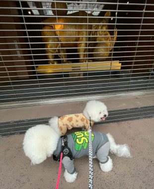 ビションフリーゼ おもち ダリのサイを見にいってきました IMG_4595-310x380 ビションフリーゼ おもち ダリのサイを見にいってきました IMG_4595-310x380