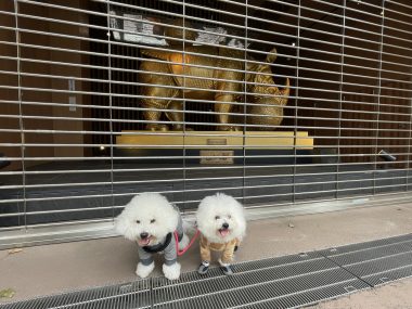 ビションフリーゼ おもち ダリのサイを見にいってきました IMG_4599-380x285 ビションフリーゼ おもち ダリのサイを見にいってきました IMG_4599-380x285