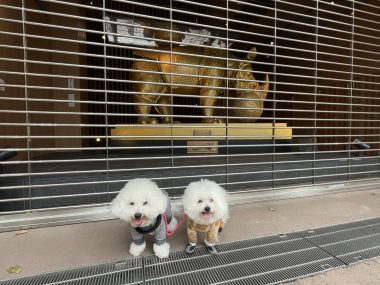 ビションフリーゼ おもち ダリのサイを見にいってきました IMG_4600-380x285 ビションフリーゼ おもち ダリのサイを見にいってきました IMG_4600-380x285