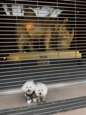 ビションフリーゼ おもち ダリのサイを見にいってきました IMG_4601-285x380 ビションフリーゼ おもち ダリのサイを見にいってきました IMG_4601-285x380