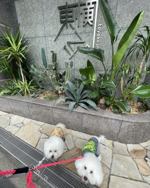 ビションフリーゼ おもち ダリのサイを見にいってきました IMG_4602-302x380 ビションフリーゼ おもち ダリのサイを見にいってきました IMG_4602-302x380