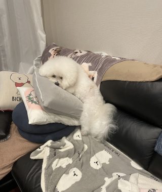 ビションフリーゼ おもち ふくらむちゃんオムツ破り IMG_4590-320x380 ビションフリーゼ おもち ふくらむちゃんオムツ破り IMG_4590-320x380