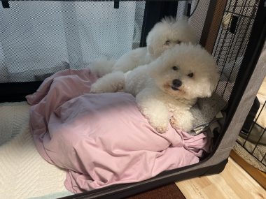 ビションフリーゼ おもち ふくらむちゃんオムツ破り IMG_4615-380x285 ビションフリーゼ おもち ふくらむちゃんオムツ破り IMG_4615-380x285