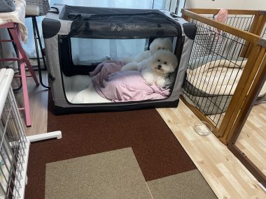 ビションフリーゼ おもち ふくらむちゃんオムツ破り IMG_4616-380x285 ビションフリーゼ おもち ふくらむちゃんオムツ破り IMG_4616-380x285