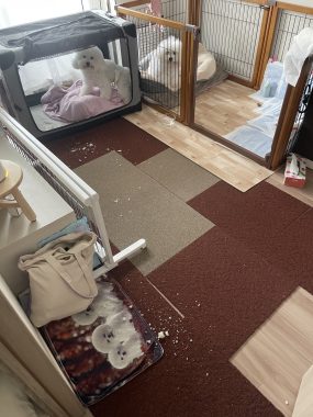 ビションフリーゼ おもち ふくらむちゃんオムツ破り IMG_4618-285x380 ビションフリーゼ おもち ふくらむちゃんオムツ破り IMG_4618-285x380