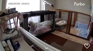 ビションフリーゼ おもち ふくらむちゃんオムツ破り IMG_4621-380x208 ビションフリーゼ おもち ふくらむちゃんオムツ破り IMG_4621-380x208